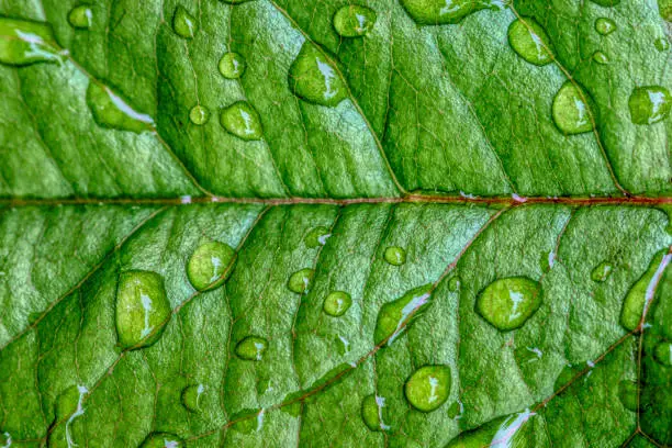 Photo of Rose leaf with raindrops