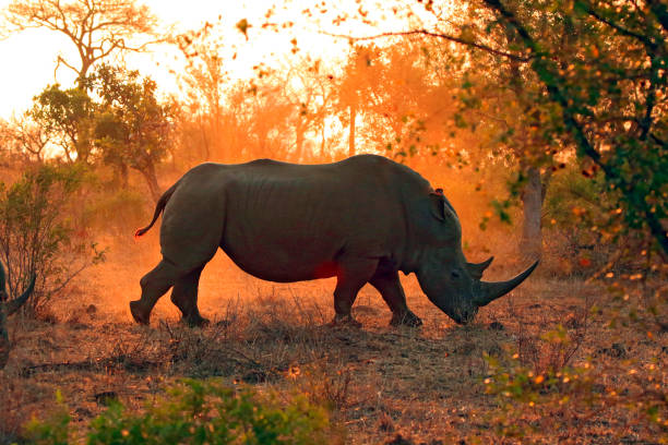 Animal Rhino landscape white Africa wildlife safari nature horn wilderness savanna stock photo