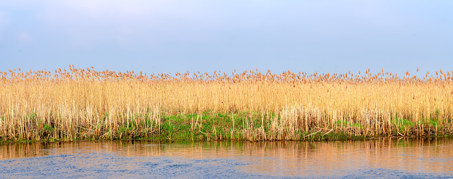 Reedbed in the rain with its reflection in the lake.