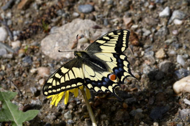 istock butterfly yellow sailboat on a dandelion 1152201066