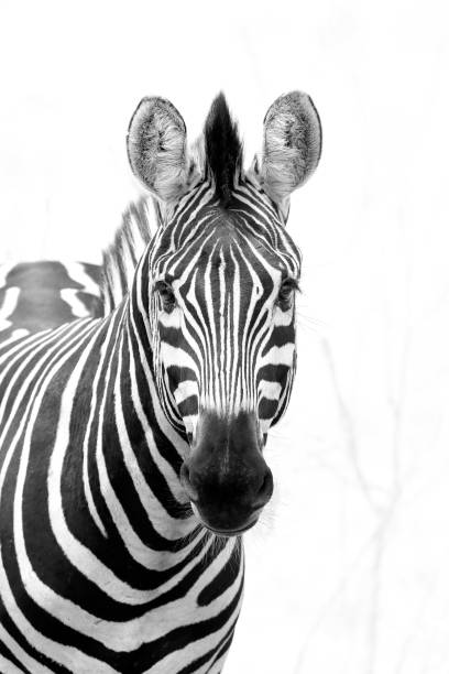 Animal zebra burchells black white wildlife nature Africa pattern stripes savanna looking eyes ears stock photo