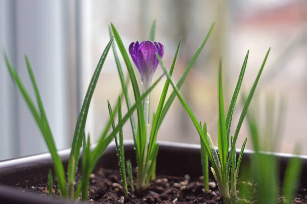 Ruby Giant Crocus Tommasinianus flowers growing indoors in a flower pot in spring Ruby Giant Crocus Tommasinianus flowers growing indoors in a flower pot in spring crocus tommasinianus stock pictures, royalty-free photos & images