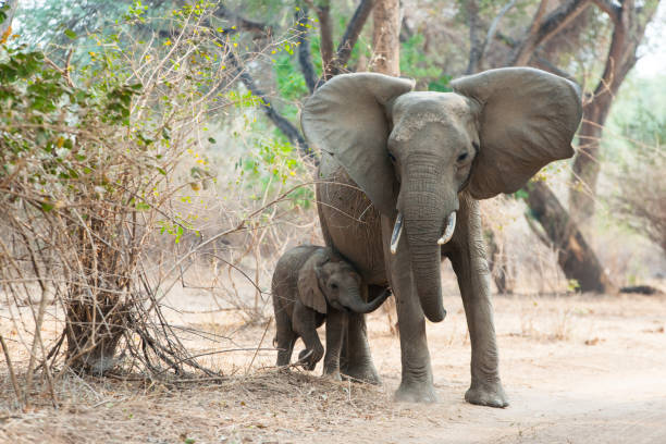 istock A protective mother elephant with a small calf 1152201383
