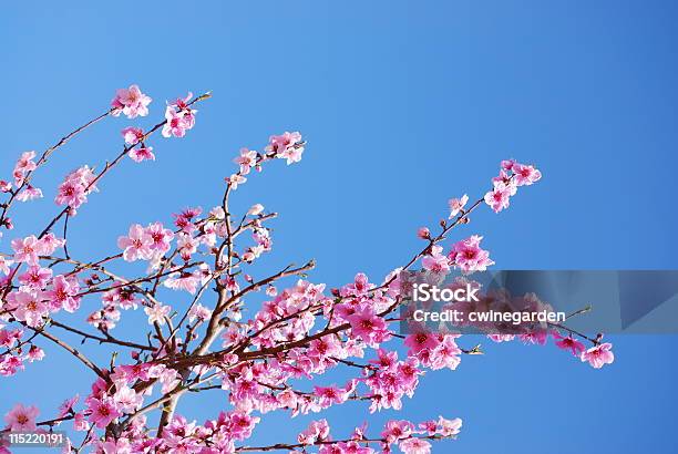 Peach Or Nectarine Blossoms Stock Photo - Download Image Now - Blossom, Color Image, Flower