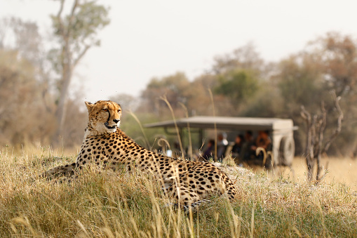 A cheetah looking for prey.