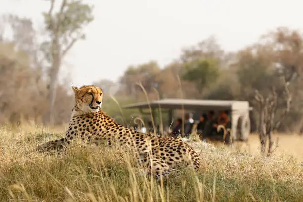 Photo of Animal cheetah wildlife safari drive savanna nature cat Africa grass