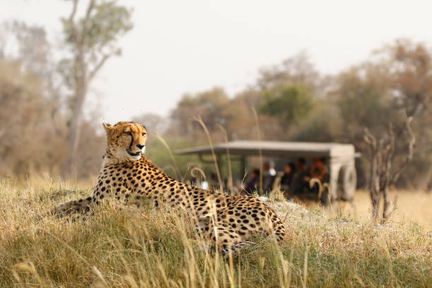 animal cheetah wildlife safari drive savanna nature cat africa grass - undomesticated cat fotos imagens e fotografias de stock