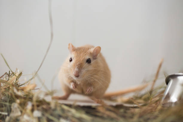 istock cute Mongolian gerbil  in the aquarium 1152202241