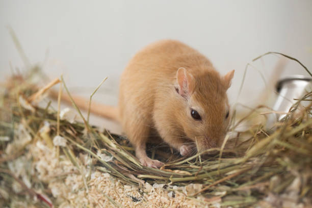 istock cute Mongolian gerbil  in the aquarium 1152202364