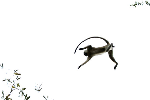 istock Animal monkey wildlife jumping sky trees primate nature Africa tail 1152202642