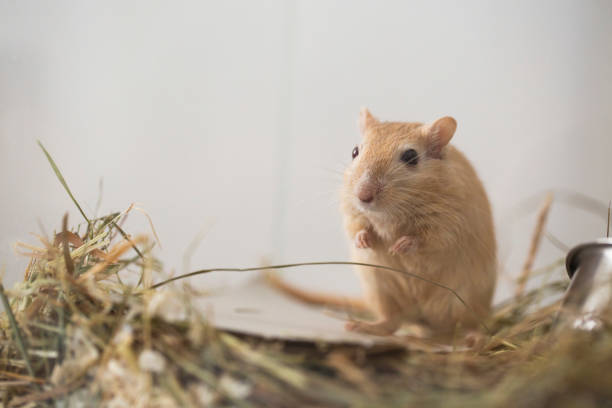 cute Mongolian gerbil  in the aquarium