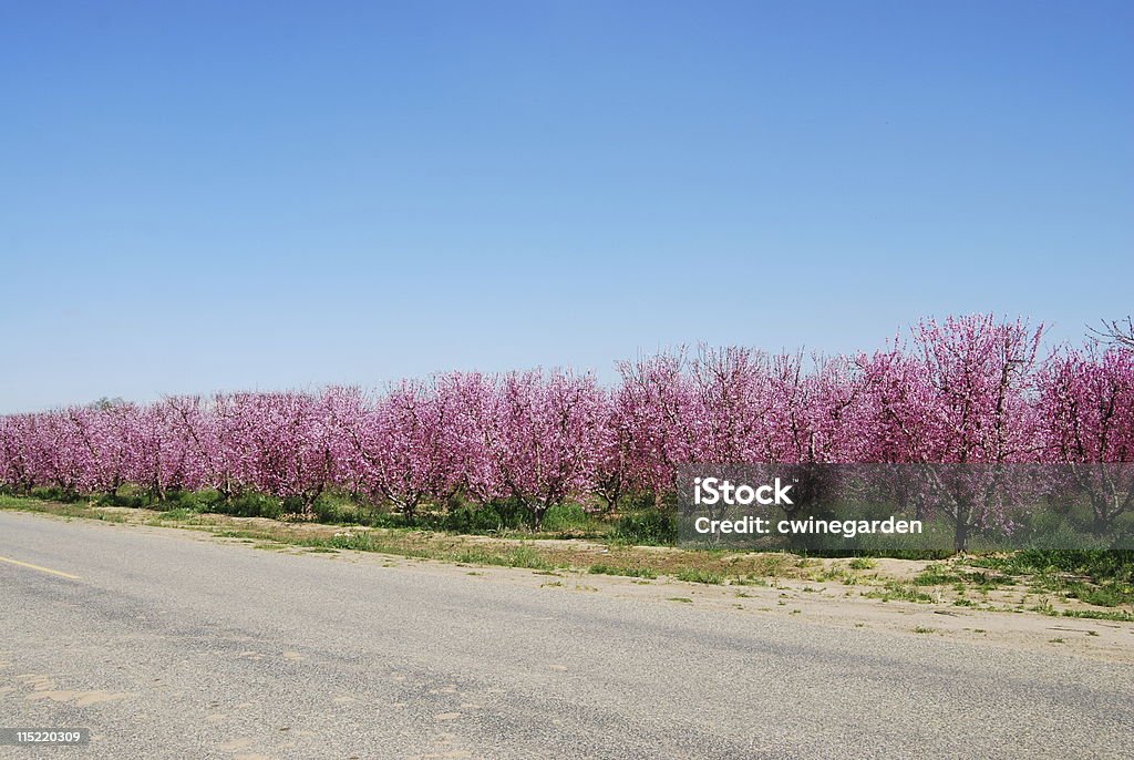 Peach oder Nektarinenplantage - Lizenzfrei Baumblüte Stock-Foto