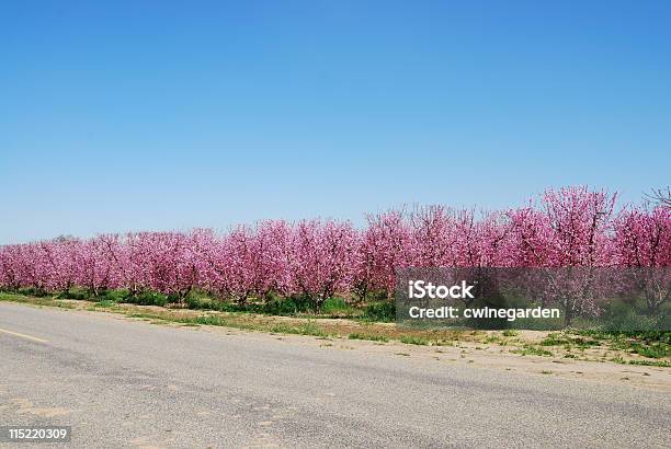 Peach Or Nectarine Orchard Stock Photo - Download Image Now - Blossom, Color Image, Flower