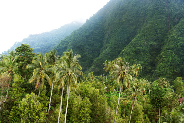 view of palm trees and mountains in Bali