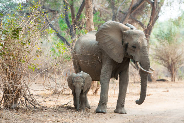 A protective mother elephant with a small calf