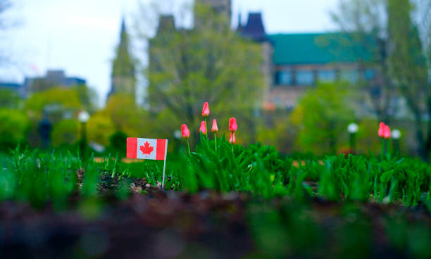 canadian parliament building at ottawa with full bloom red and yellow tulips in front - ottawa tulip festival imagens e fotografias de stock