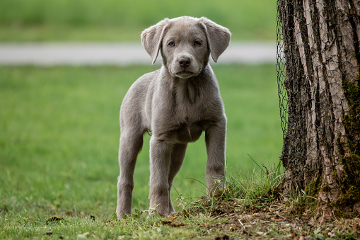 A little labrador puppy is playing outside