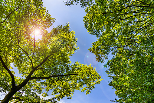 Fresh green tree