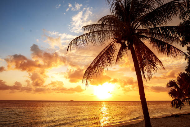 istock sunset on the sea with tropical palm trees 1152205454