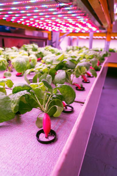 istock Radish plants grown in aquaponics system combining fish aquaculture with hydroponics, cultivating plants in water under artificial lighting 1152206052