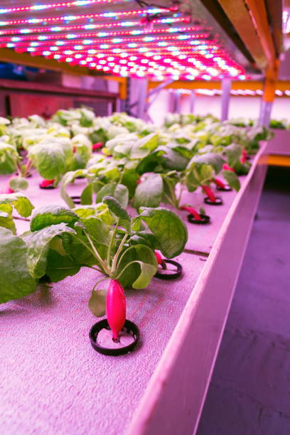 Radish plants grown in aquaponics system combining fish aquaculture with hydroponics, cultivating plants in water under artificial lighting Radish plants grown in aquaponics system combining fish aquaculture with hydroponics, cultivating plants in water under artificial lighting aquaponics photos stock pictures, royalty-free photos & images