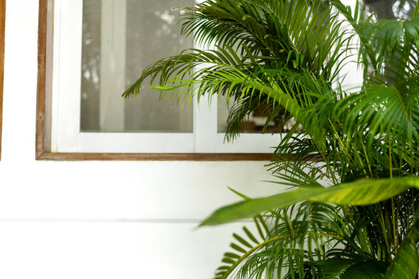 istock white wooden window with tropical plants 1152206200