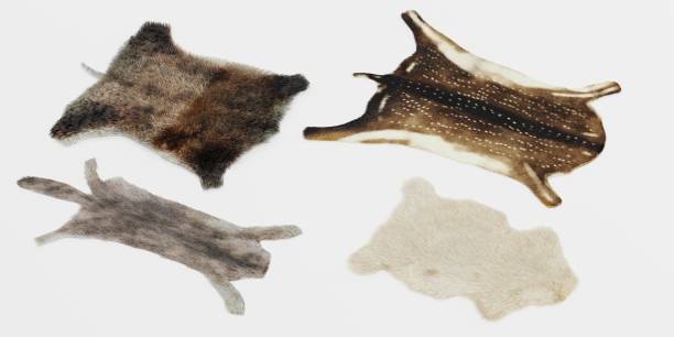 istock Realistic 3D Render of Animal Skins 1152206433