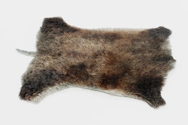 istock Realistic 3D Render of Boar Skin 1152206518