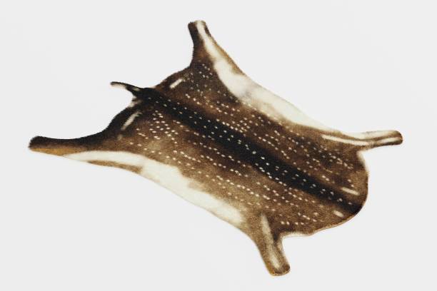 istock Realistic 3D Render of Deer Skin 1152206564