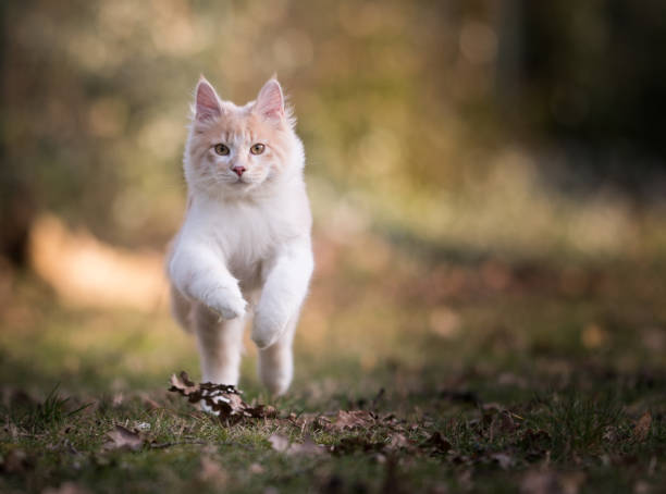 maine coon cat front view of a cream colored beige white maine coon kitten running towards camera looking at it outdoors longhair cat photos stock pictures, royalty-free photos & images