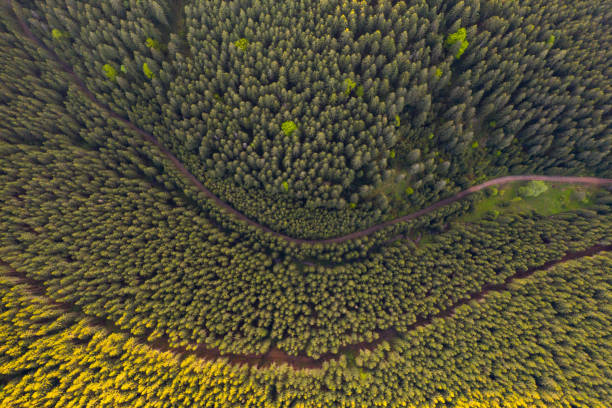 istock Green forests in Transylvania, top view. 1152208045