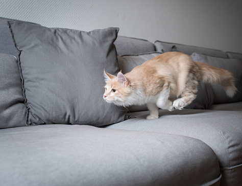 cream colored beige white maine coon kitten running over a gray sofa