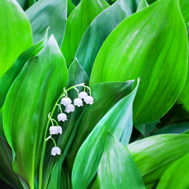 fleurs blanches de lys de la vallée sur les feuilles vertes fond de plan flou, peut fleur de lys macro, convallaria majalis en fleur, beau printemps ou été nature fleur florale design, espace de copie - may leaf spring green photos et images de collection