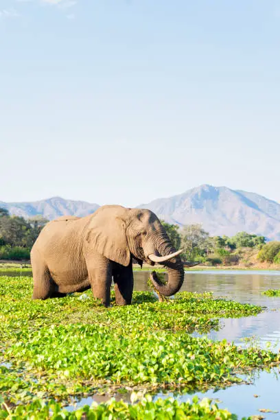 A large male elephant stands among the water hyacinth while feeding and drinking in the Chongwe river, Zambia