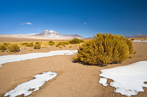 Miniques hill in the Altiplano, Atacama desert, Antofagasta Region, Chile, South America