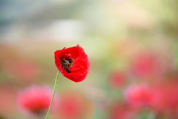 Poppy flowers in the field, morning light, Chaing mai, Thailand.  Poppy flowers in the field