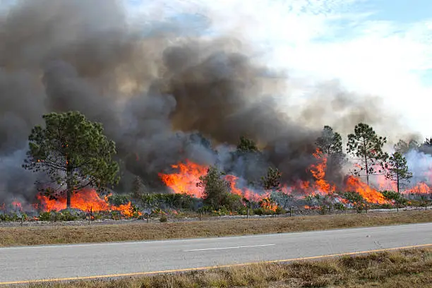 Controlled forest fire in Central Florida, 8 January 2010. Flames are well developed in this image, with brush fully engaged and pine trees in various stages of burning. Black smoke billows from the flames.