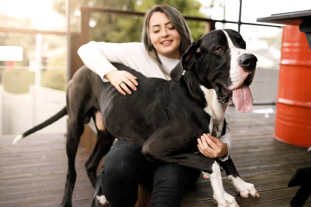 perro grande sentado en el regazo del propietario - large mammal fotografías e imágenes de stock