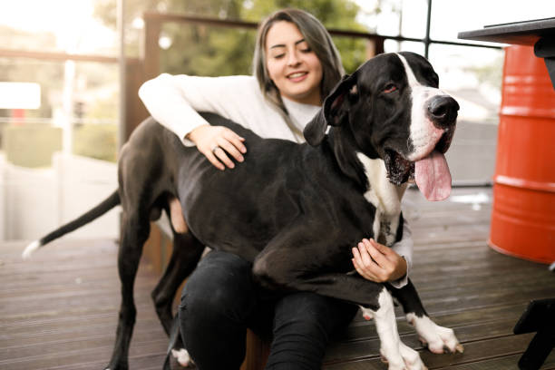 Big dog sitting on the owner's lap Girl and her dog. great dane stock pictures, royalty-free photos & images
