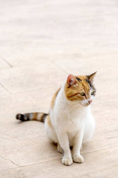 istock Tricolor cute stray cat is sitting on the floor 1152211211