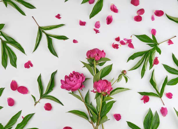 istock pink blooming peonies with green leaves 1152211331