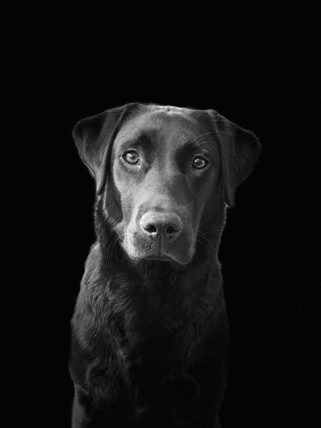 istock A young black Labrador waits patiently 1152211476