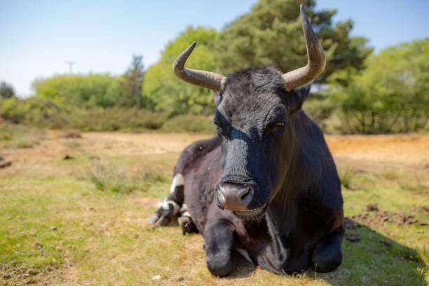 istock Large black Shetland cow sitting 1152214222