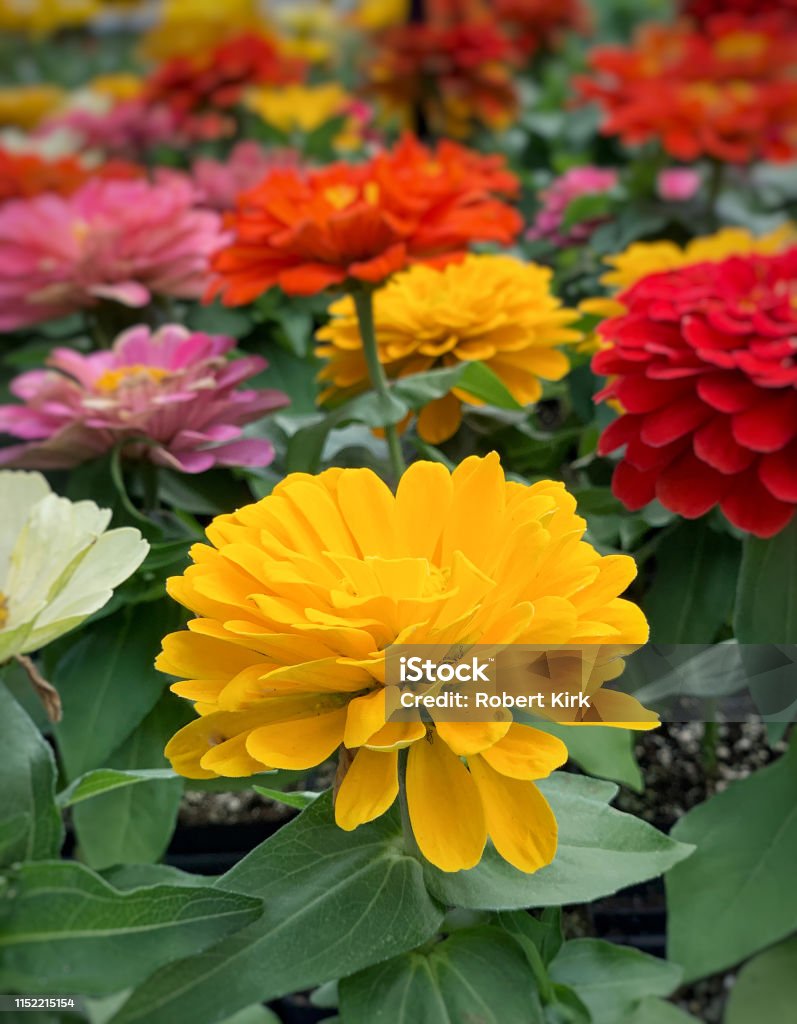 Foto de Flor Amarela Do Gerânio e mais fotos de stock de Amarelo - Amarelo,  Angiospermae, Anual - Característica da planta - iStock