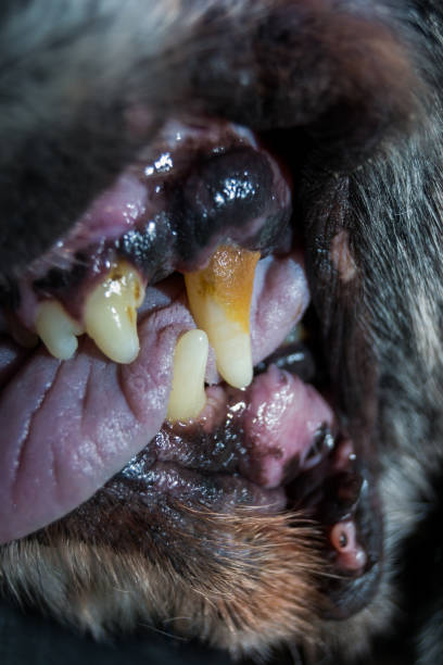 istock Old dog teeth with tartar 1152215190