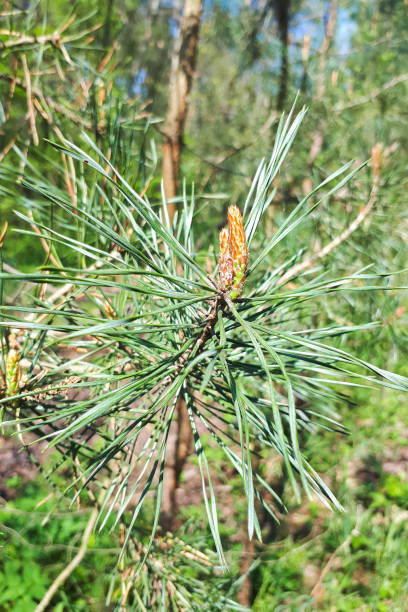 istock pine branch with young green cones in summer 1152216945