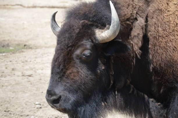 istock Bison in the outdoors 1152217498