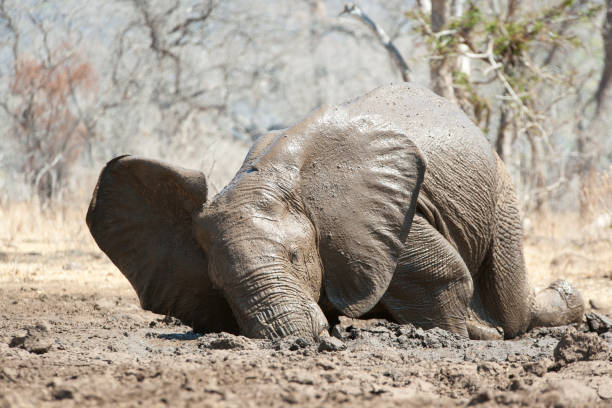 istock A bull elephant wallows in the mud, Zambia 1152217623