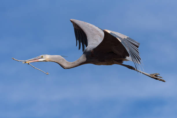 istock Colorado Wildlife - Great Blue Heron in Flight. 1152218477