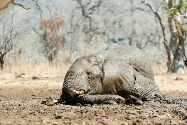 A large bull elephant having a mud bath to protect himself from the sun and biting insects in the Lower Zambezi National Park, Zambia